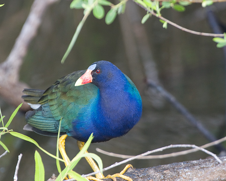 [Purple Gallinule]