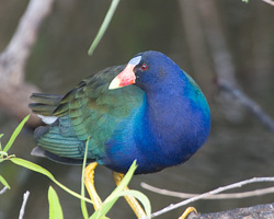 Purple Gallinule