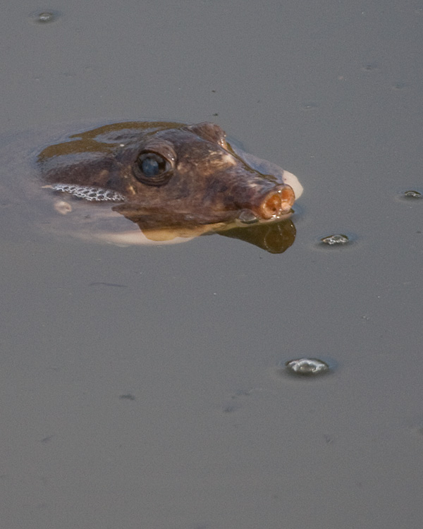 [Florida Softshell Turtle]