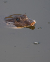 Softshell Turtle