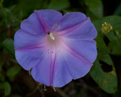 Oceanblue Morning-Glory