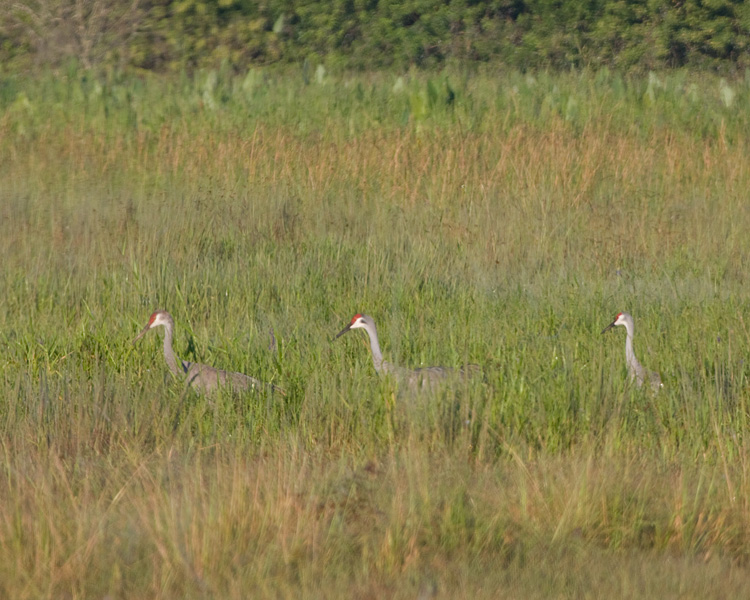 [Sandhill Cranes]