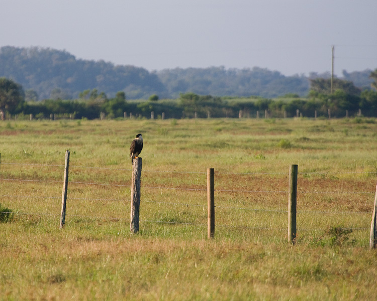 [Crested Caracara]