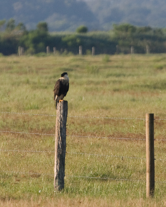 [Crested Caracara]