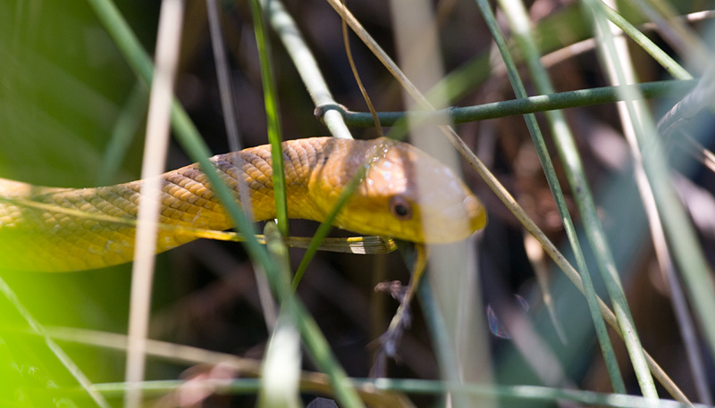 [Yellow Rat Snake]