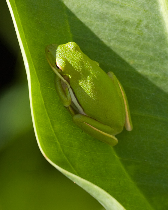 [Green Tree Frog]