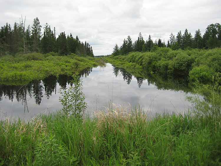 [View from the Hedbom Logging Trail]