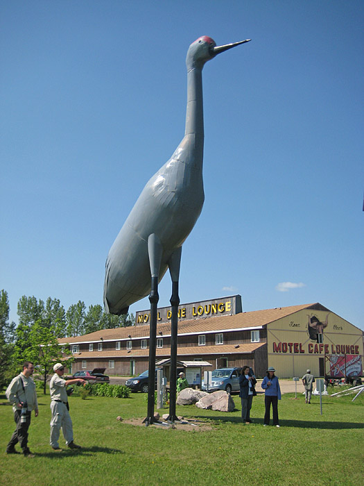 [Giant Sandhill Crane]