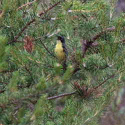 Kirtland's Warbler