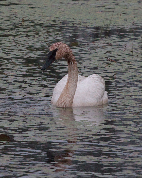 [Trumpeter Swan]