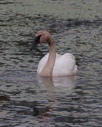 Trumpeter Swan