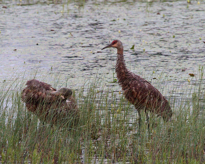 [Sandhill Cranes]