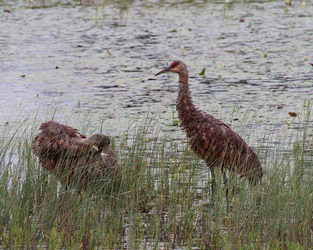 Sandhill Cranes