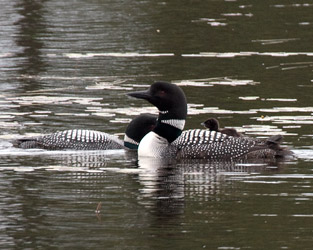 Loon with Chicks