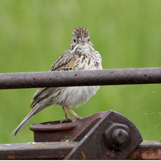 [Vesper Sparrow]