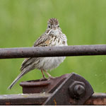 [Vesper Sparrow]