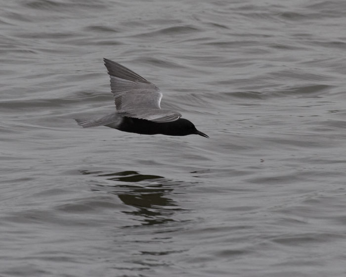 [Black Tern]