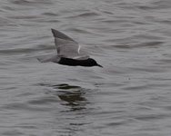 [Black Tern]