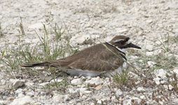 [Killdeer]