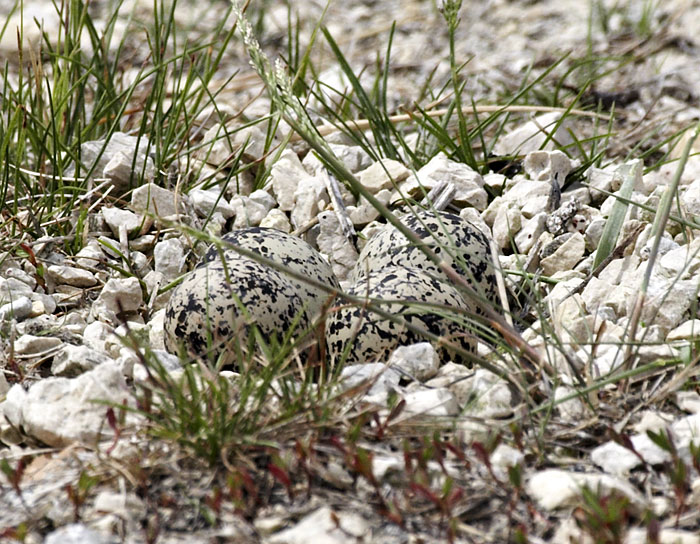 [Killdeer Eggs]