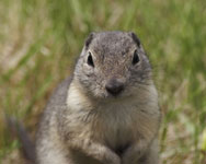 [Richardson's Ground-Squirrel]