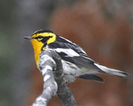 [Blackburnian Warbler]