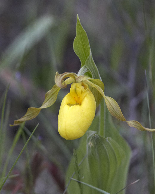 [Yellow Lady's Slipper]