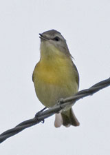 [Philadelphia Vireo]