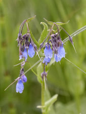 [Virginia Bluebells]