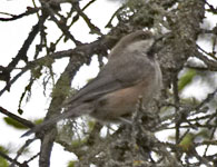 [Boreal Chickadee]