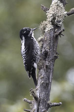 [American Three-toed Woodpecker]