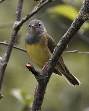 [Connecticut Warbler]