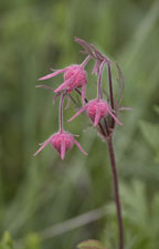 [Prairie Smoke]