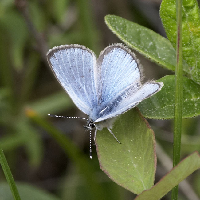 [Silvery Blue?]