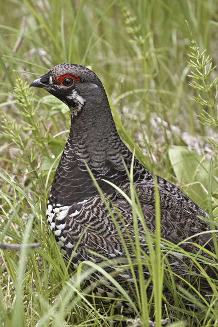 [Spruce Grouse]