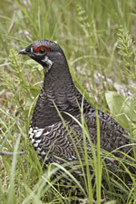 [Spruce Grouse]