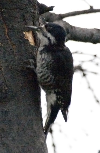 [Black-backed Woodpecker]