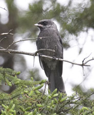 [Gray Jay]