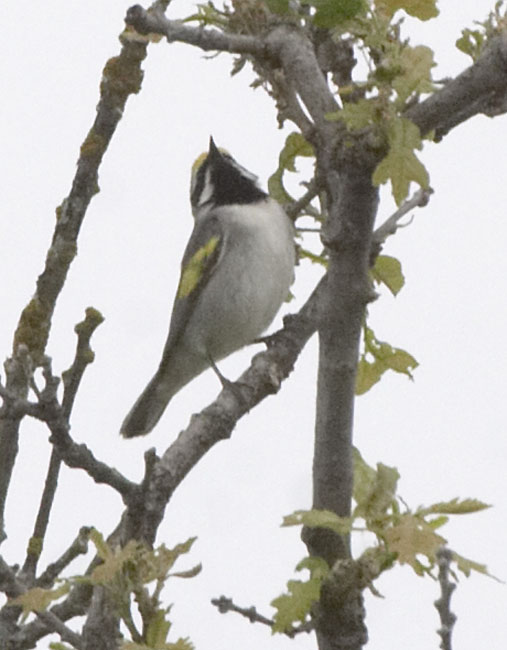 [Golden-winged Warbler]