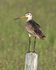 [Marbled Godwit]