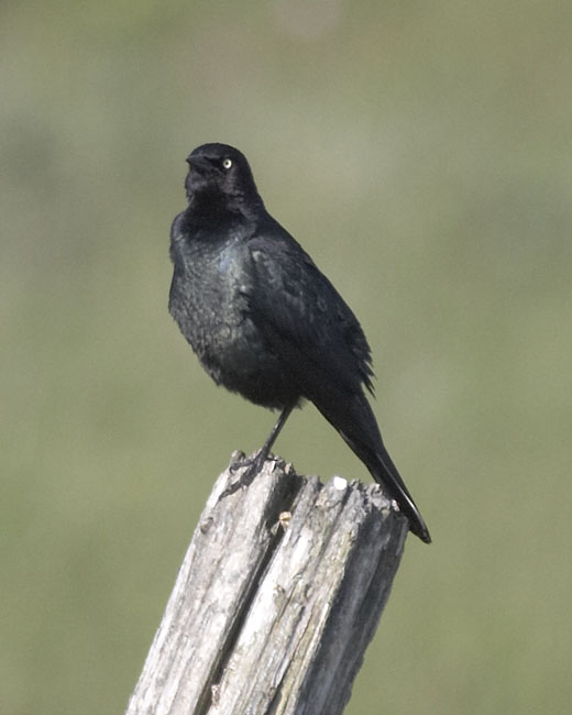 [Brewer's Blackbird]