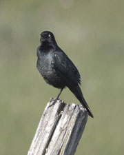 [Brewer's Blackbird]