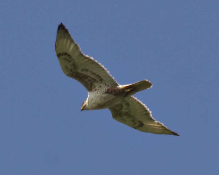 [Ferruginous Hawk]