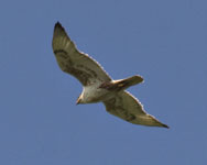 [Ferruginous Hawk]