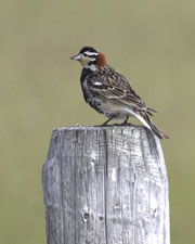 [Chestnut-collared Longspur]