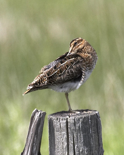 [Wilson's Snipe]