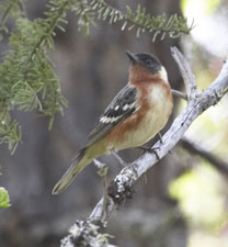 [Bay-breasted Warbler]