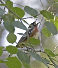 [Bay-breasted Warbler]