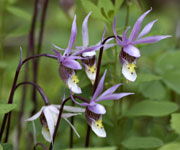 [Calypso Orchid]