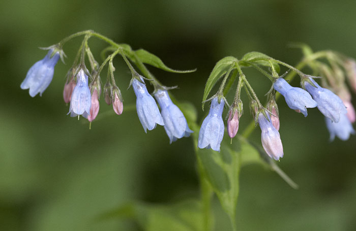 [Virginia Bluebells]